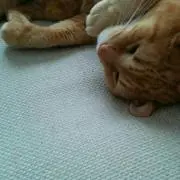 しのばずの画像