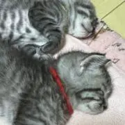 若葉(wakaba)@動物飼ってますの画像