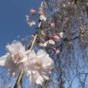 雪女の画像