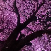 くじらの画像