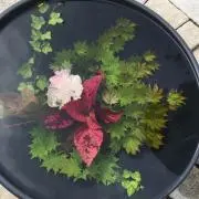 ＊アンナ＊の画像