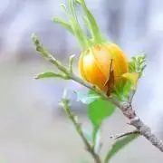 紬＊の画像