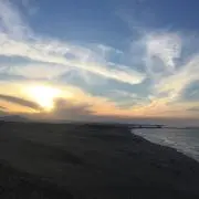 とりの画像