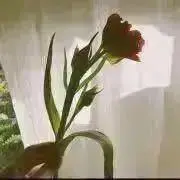momoの画像
