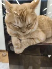 アバの画像