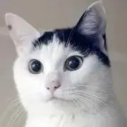 kimikoの画像