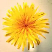 たんぽぽ