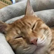 ゆみりんこ