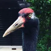 AOの画像