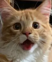 みやび屋