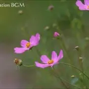 ブーちゃん プロフ必読の画像