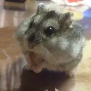 かえでんむしの画像