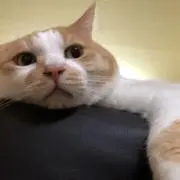 kenkenの画像