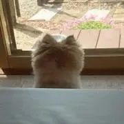 みぃの画像