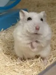 あいな
