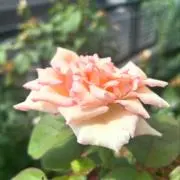 メイの画像