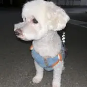 MIKIの画像