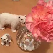 pumpkinの画像