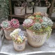 Image of ミフィ【ご購入前コメント必須】