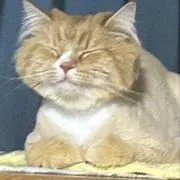 かほの画像