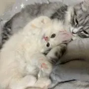 kanaの画像