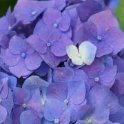 なっぱの画像