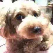リリーズ（期限内発送）の画像