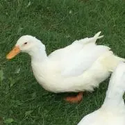 ひろせー