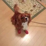 ココア