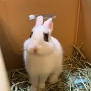 みーの画像