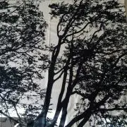 ぼうの画像