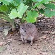 笹かまがちゃぴん
