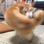 アーム犬　Card Laboの画像