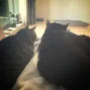 うまの画像