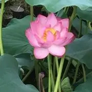 ryuの画像