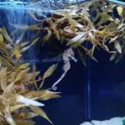 ろくまるの画像
