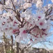 かのの画像