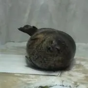 Image of まあるいアザラシ