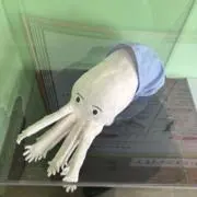 amuの画像