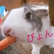 ぴょんストアの画像