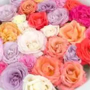 ☆マハナ☆の画像