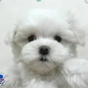 あららの画像