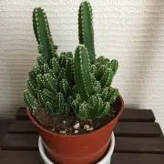サボテンの画像