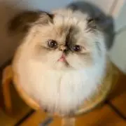 minkminmin