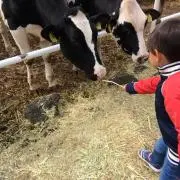 だいまま