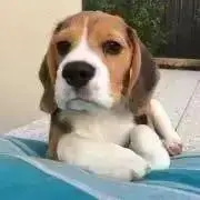 くまお♡プロフ読んでね