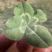 メグモンティーヌの画像