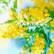 mimozaの画像
