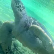 クロワッサンの画像