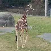みぃの画像